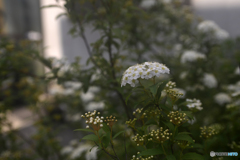 散歩・花----⑥