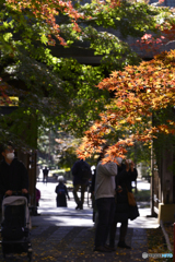 九品仏浄真寺の紅葉----⑤