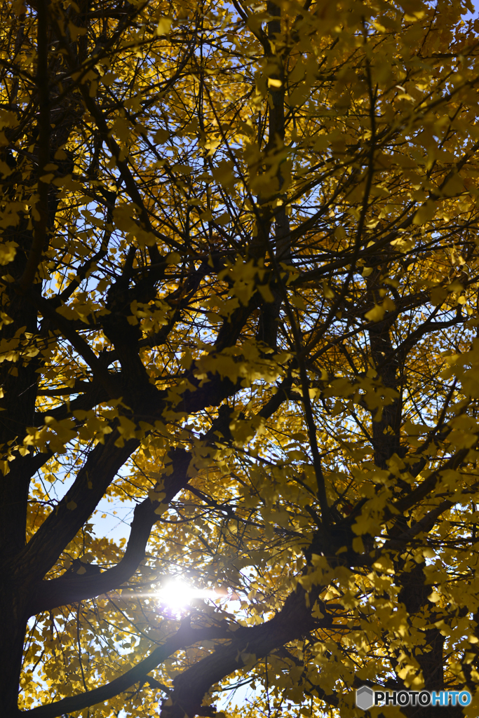 通りすがりの秋---④