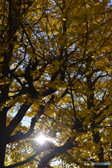 通りすがりの秋---④