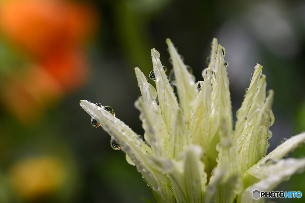 ちょっとお洒落した花達----③