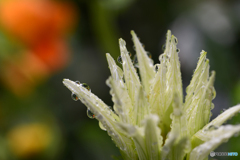 ちょっとお洒落した花達----③