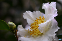 ご近所の花園にて---①