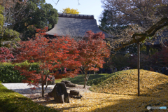 九品仏浄真寺の紅葉---最終回