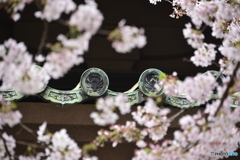 湯島聖堂の春桜----④