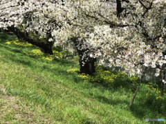 多摩川堤の桜----③