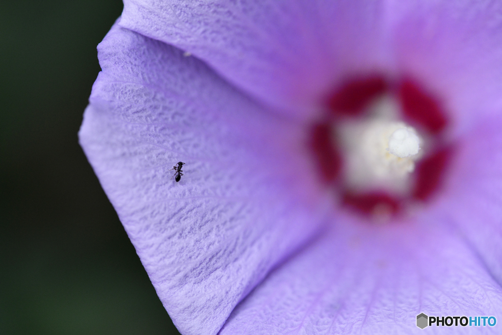 夏に咲いてた花たち----④