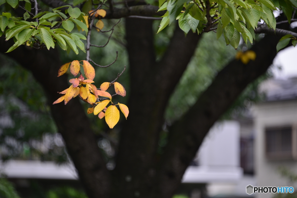 秋はちょっと足踏み---②