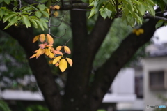 秋はちょっと足踏み---②