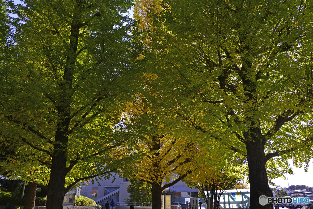 慶応大学の銀杏並木---②