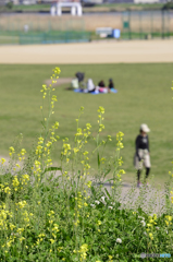 春の日---やわらか
