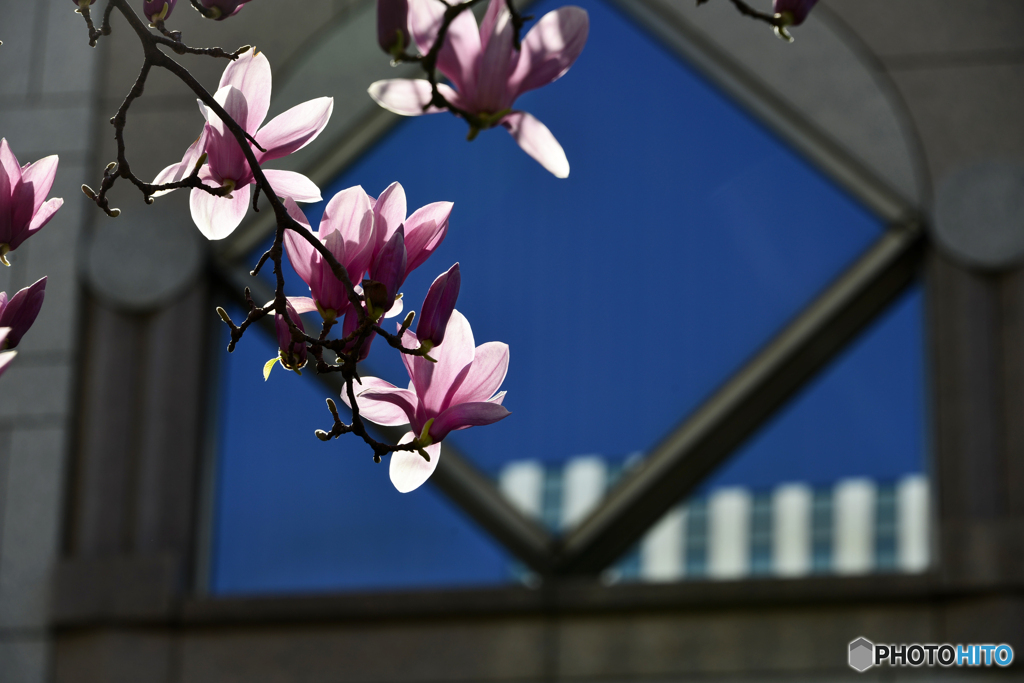 横浜春色散歩----②