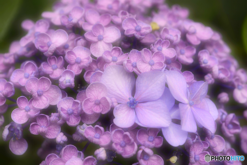 ご近所「花巡り」---①