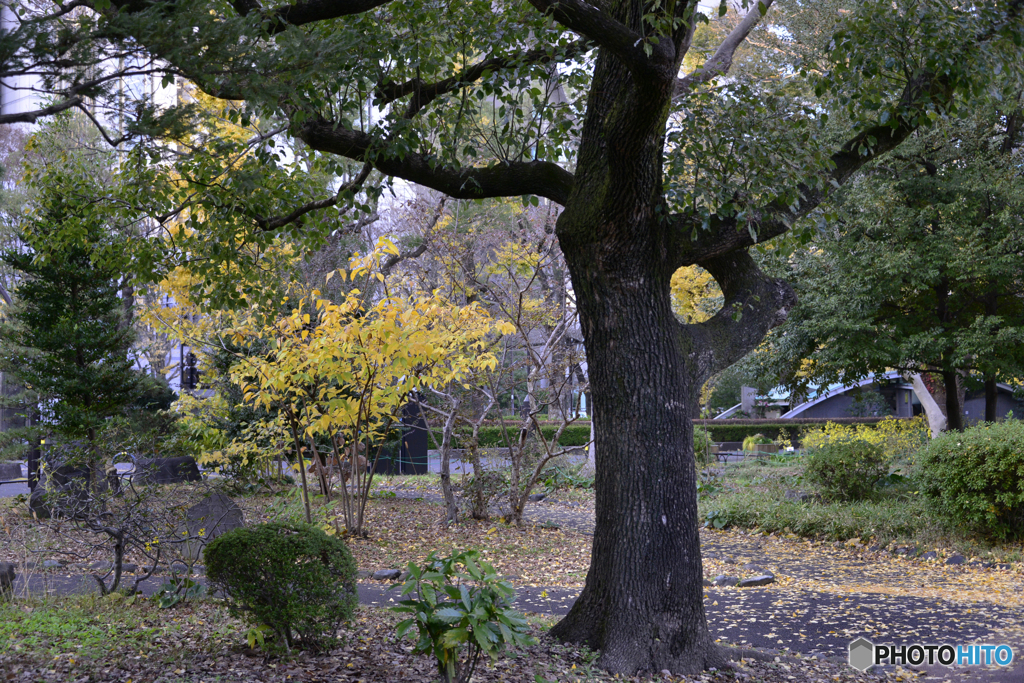 日比谷公園にて秋景----⑬