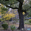 日比谷公園にて秋景----⑬