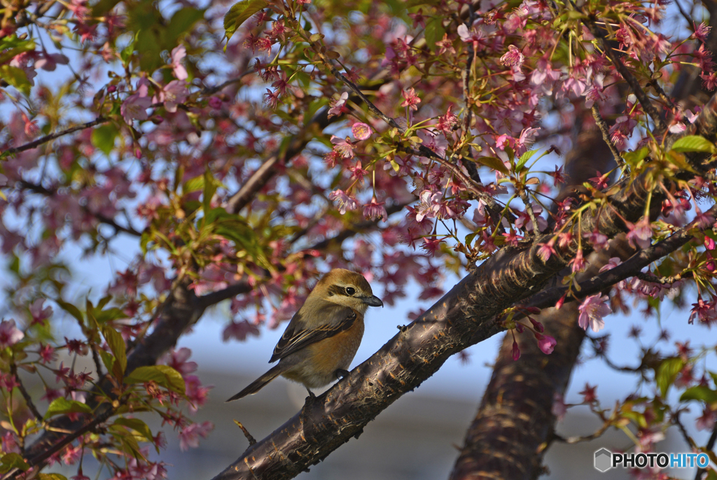 鳥撮り---④