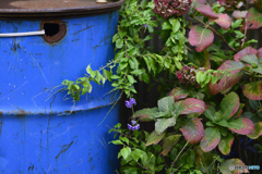 ご近所秋探し---①