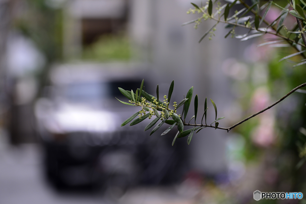 小雨の中、撮ってみました----⑧