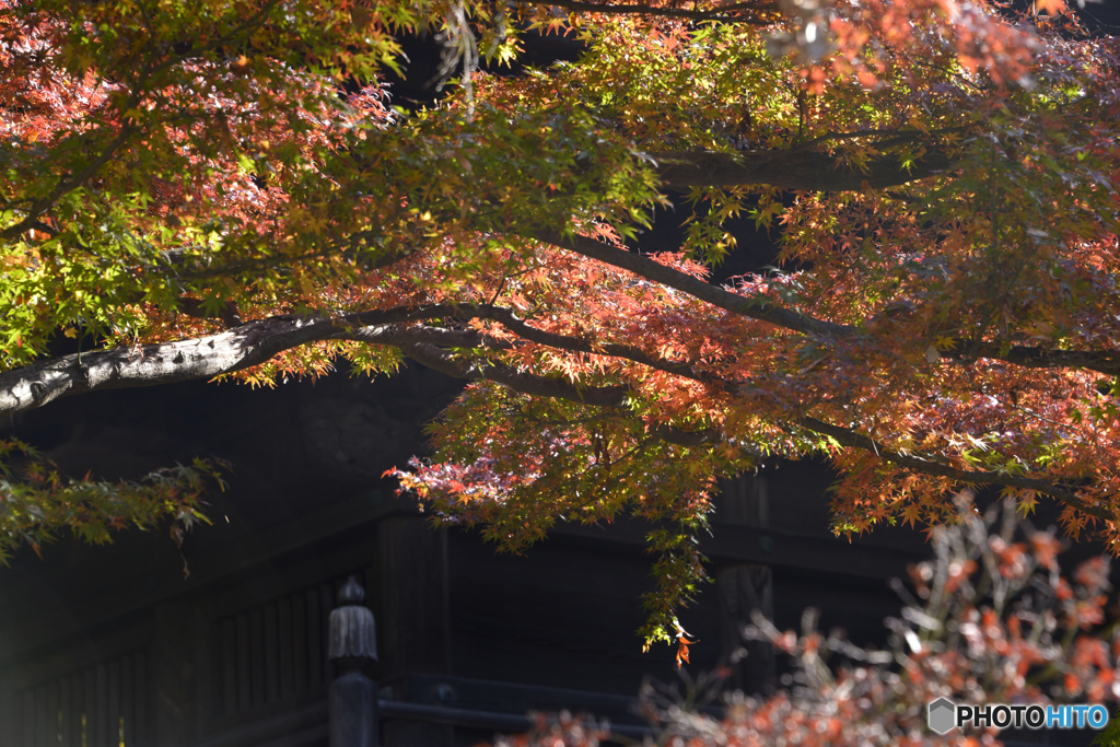 九品仏浄真寺の紅葉---⑫