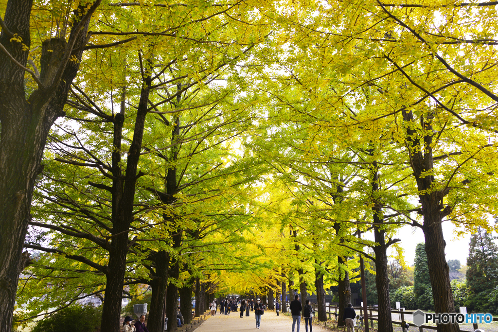 黄色い幸せ時間