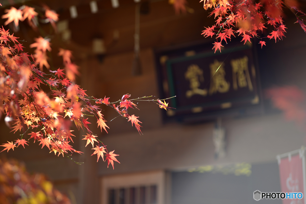 九品寺晩秋----⑤