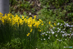 スイセン君だよね？