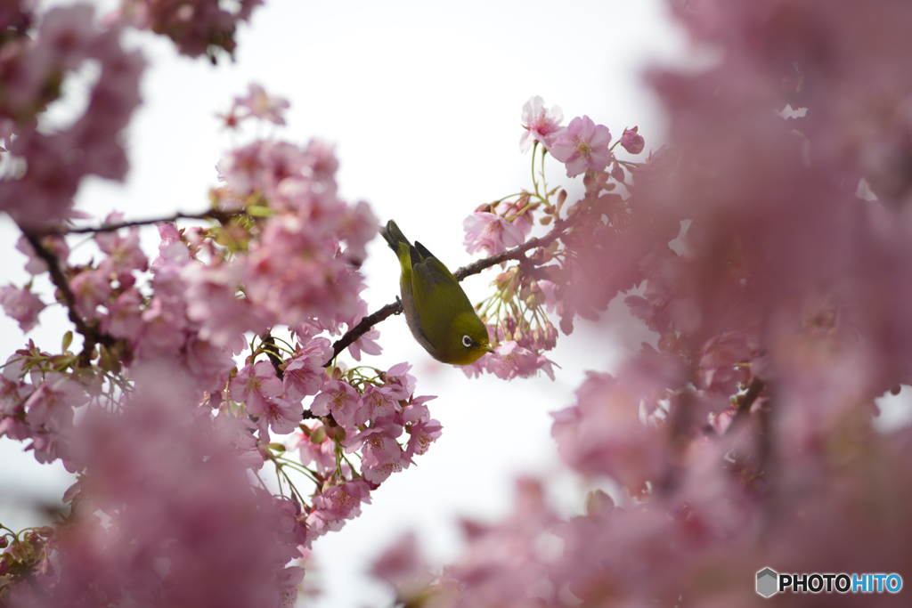 河津桜とメジロ　②