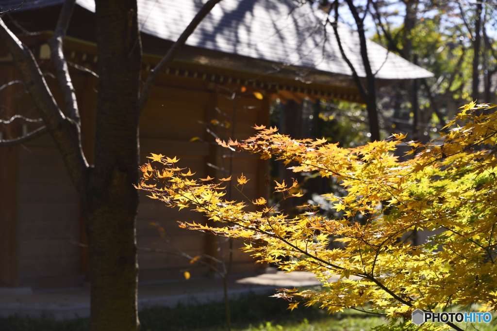 九品仏浄真寺の紅葉----⑨