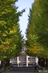 慶応大学の銀杏並木---④