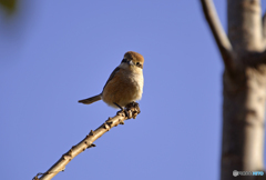 鳥撮り---①