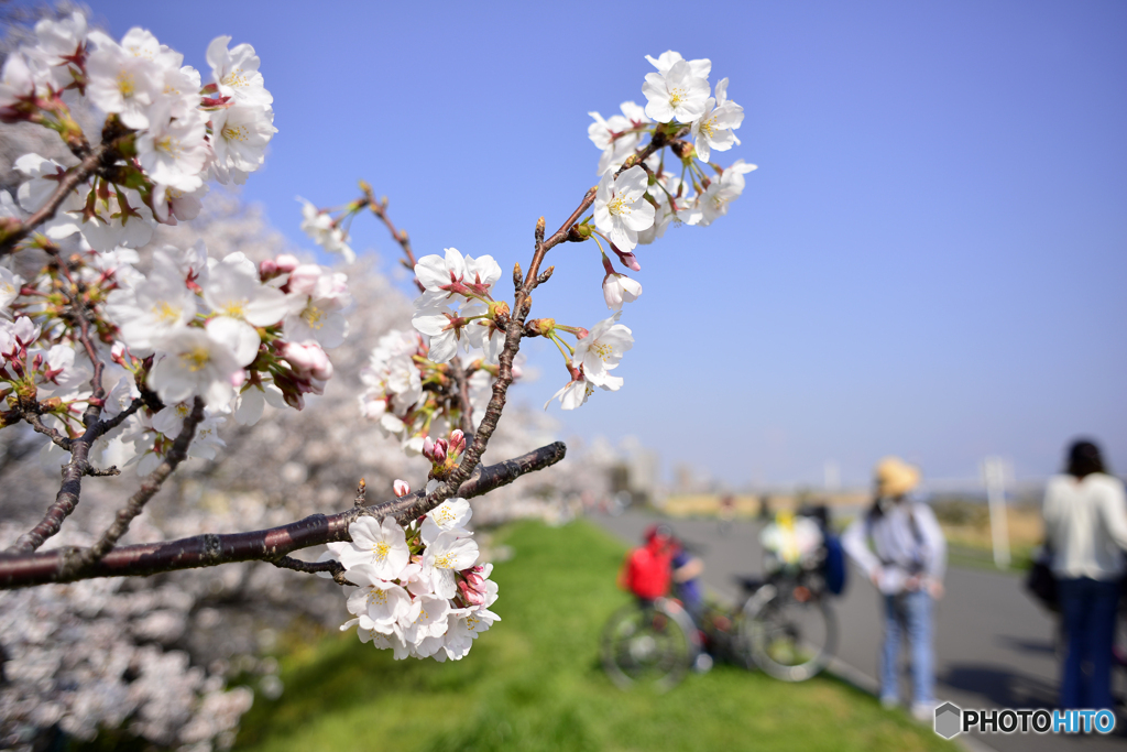こんな春が来てほしい！