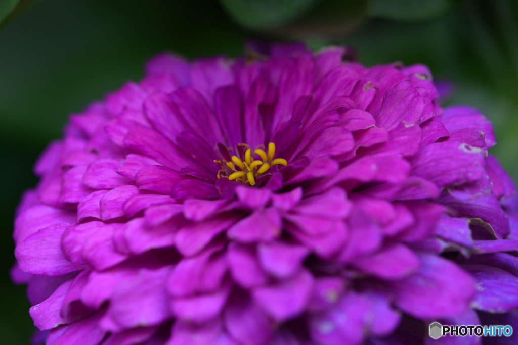 夏に咲いてた花たち----③
