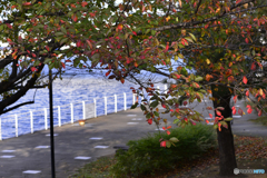 秋・街角----(24)