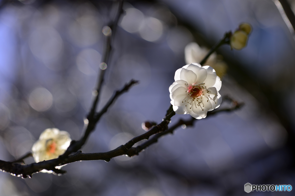 今年も咲いてくれました---①