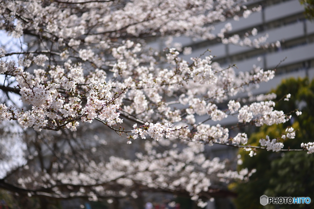 今年の桜はこんなでした・・・