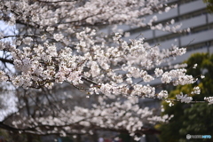 今年の桜はこんなでした・・・