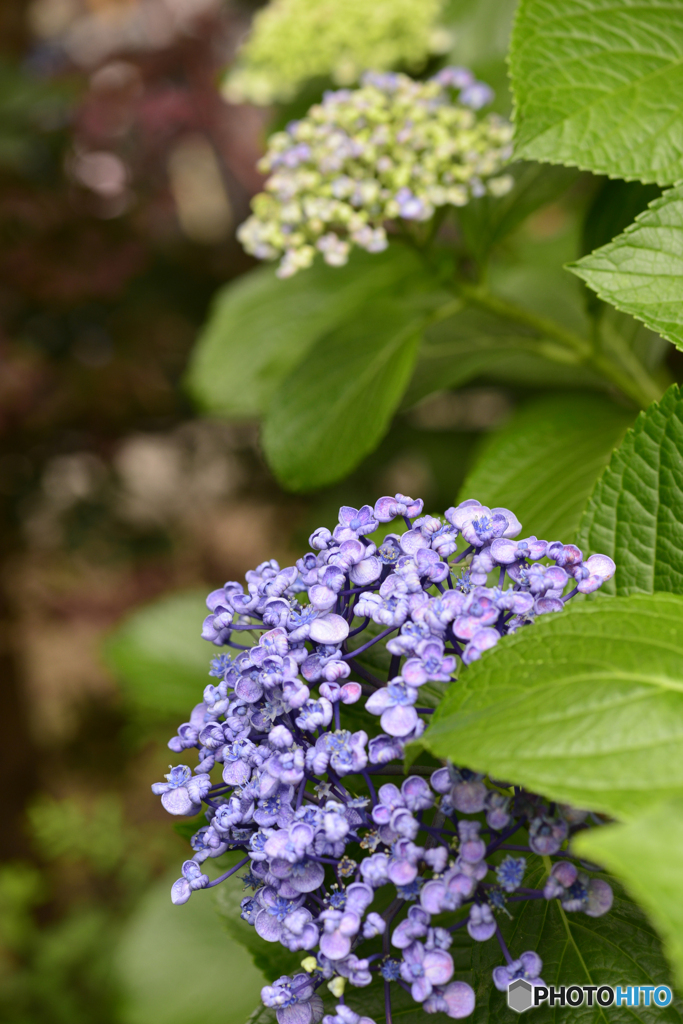 梅雨に花----⑫