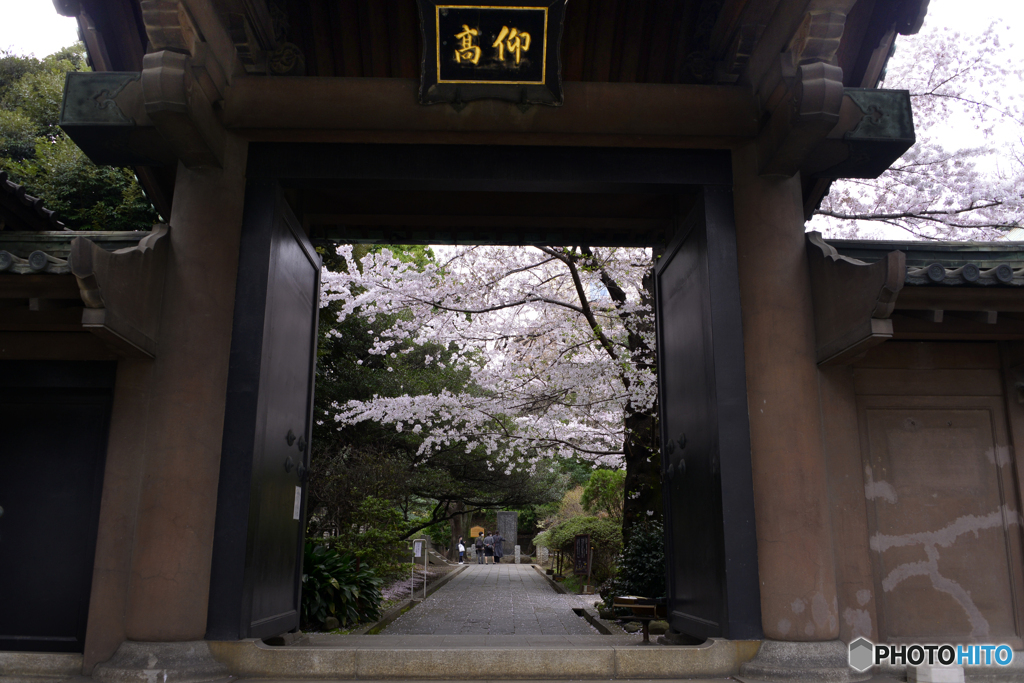 湯島聖堂の春桜----①