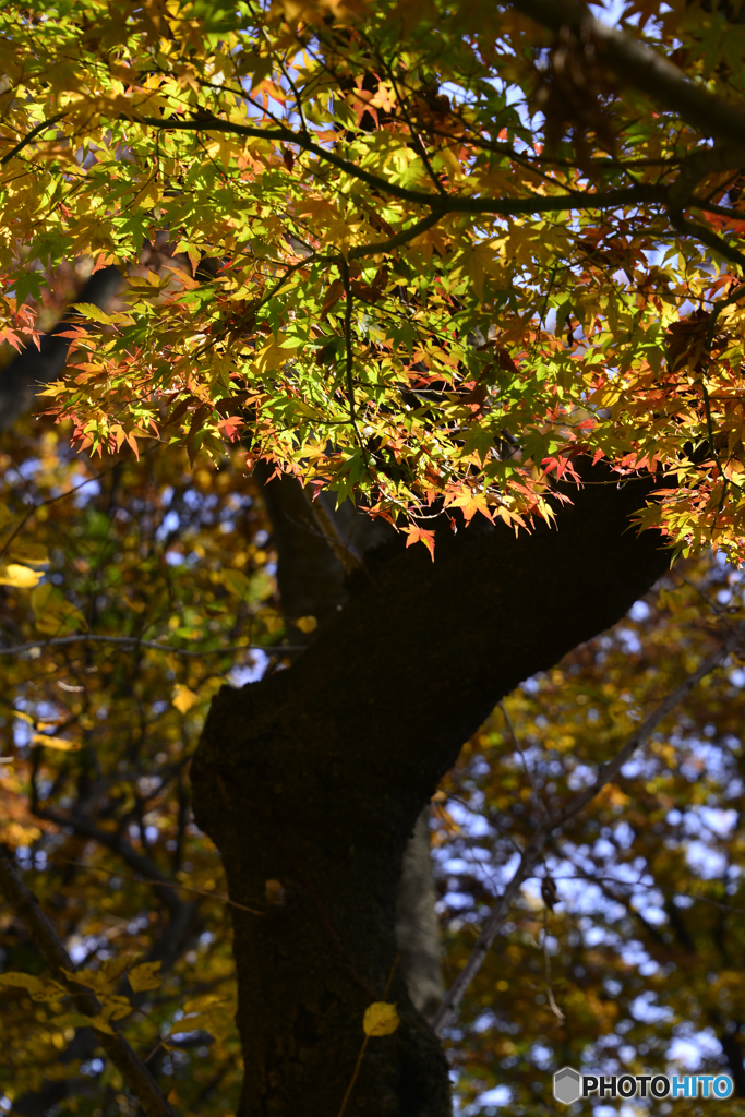 九品仏浄真寺の紅葉---⑤