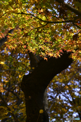 九品仏浄真寺の紅葉---⑤