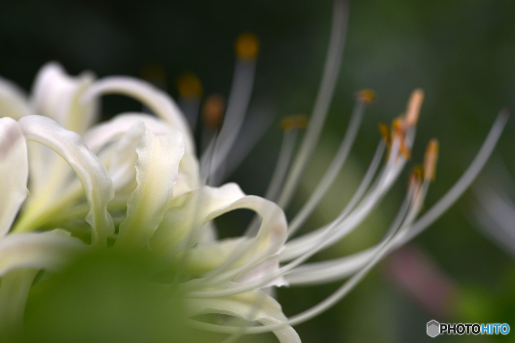 秋の草花---③