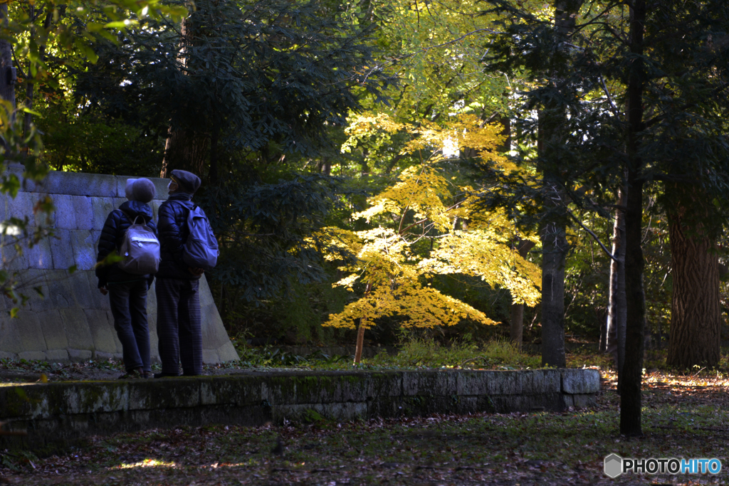 九品仏浄真寺の紅葉---④