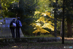 九品仏浄真寺の紅葉---④