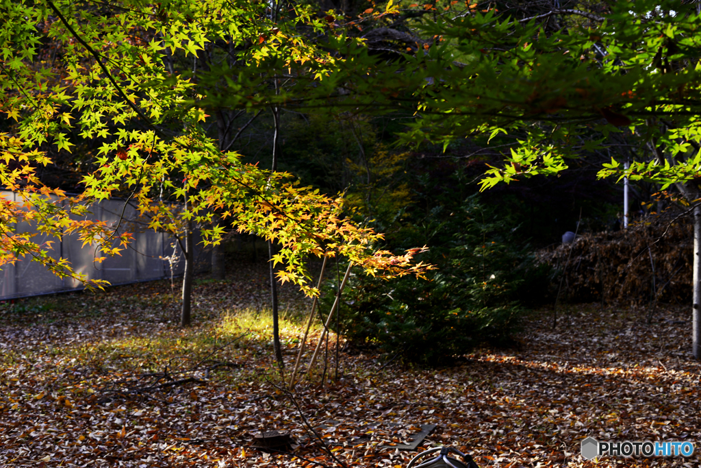 九品仏浄真寺の紅葉---⑦