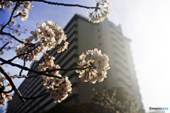 今年の桜はこんなでした----②