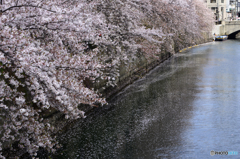 大岡川の残桜---②