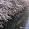 大岡川の残桜---②