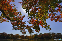 紅葉散歩---⑨