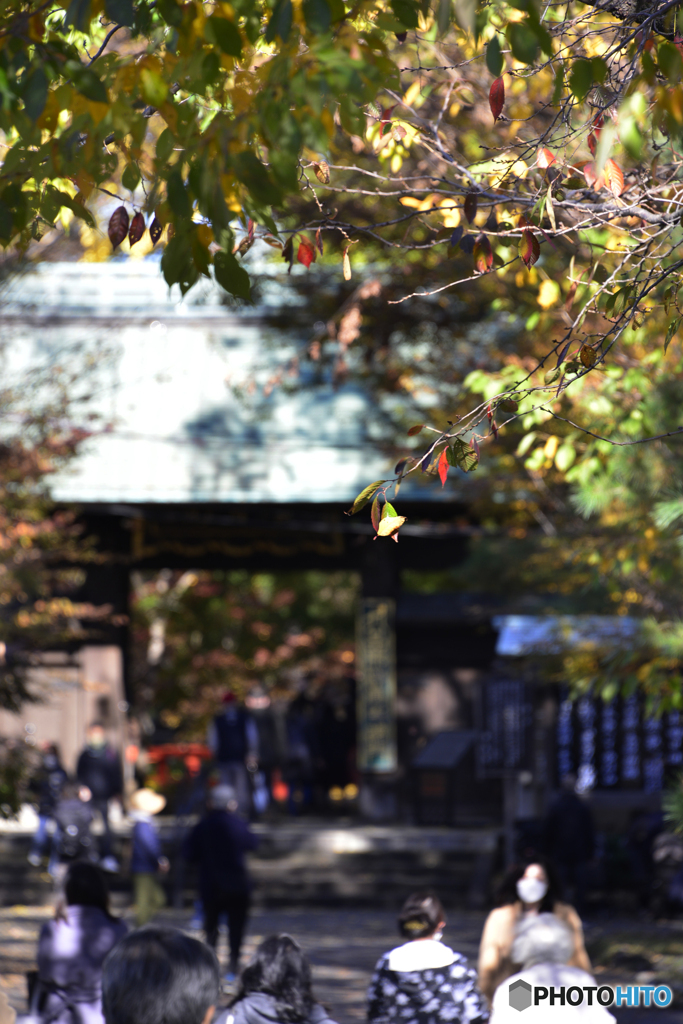 九品仏浄真寺の紅葉----①