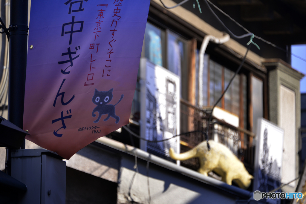 テリトリーの見回り中
